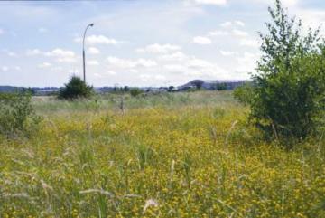 Canvey Wick flower-rich 2 Copyright: Peter Harvey