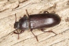 Tenebrio molitor 