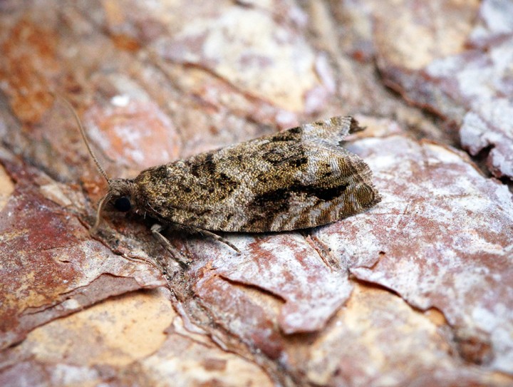 Epinotia signatana Copyright: Ben Sale