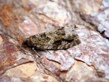 Epinotia signatana Copyright: Ben Sale