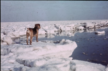 River Blackwater January 1963 2 Copyright: Graham Smith