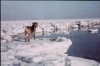 River Blackwater January 1963 2 