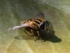 Helophilus pendulus on water lily leaf Copyright: Colin Humphrey