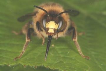 Anthophora furcata Copyright: Peter Harvey