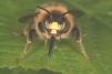 Anthophora furcata