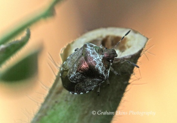 Eysarcoris venustissimus (Woundwort Shieldbug) Copyright: Graham Ekins