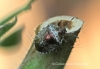 Eysarcoris venustissimus (Woundwort Shieldbug)