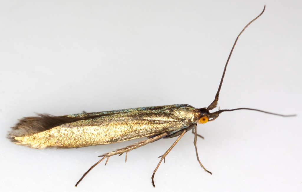 Coleophora fuscicornis Copyright: Chris Lewis