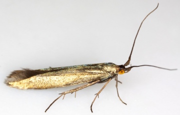 Coleophora fuscicornis Copyright: Chris Lewis