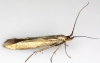 Coleophora fuscicornis