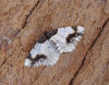 Scorched Carpet 3 