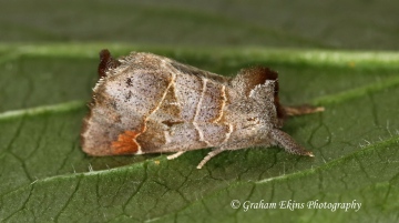 Small Chocolate Tip     Clostera pigra Copyright: Graham Ekins