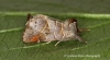 Small Chocolate Tip     Clostera pigra Copyright: Graham Ekins