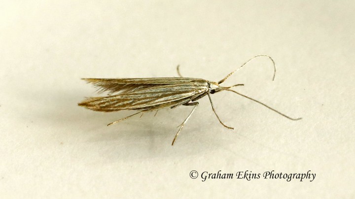 Coleophora argentula 3 (GD) Copyright: Graham Ekins