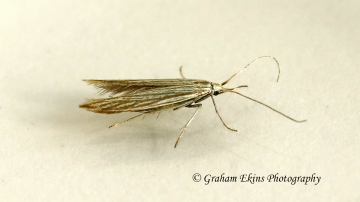 Coleophora argentula 3 (GD) Copyright: Graham Ekins