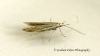 Coleophora argentula 3 (GD)