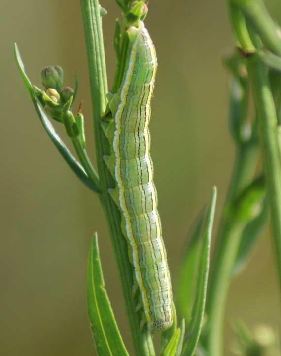 Star-wort larva 2 Copyright: Robert Smith