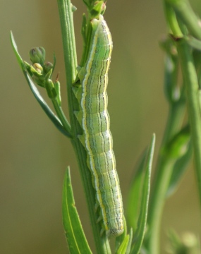 Star-wort larva 2 Copyright: Robert Smith