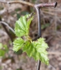 Incurvaria pectinea