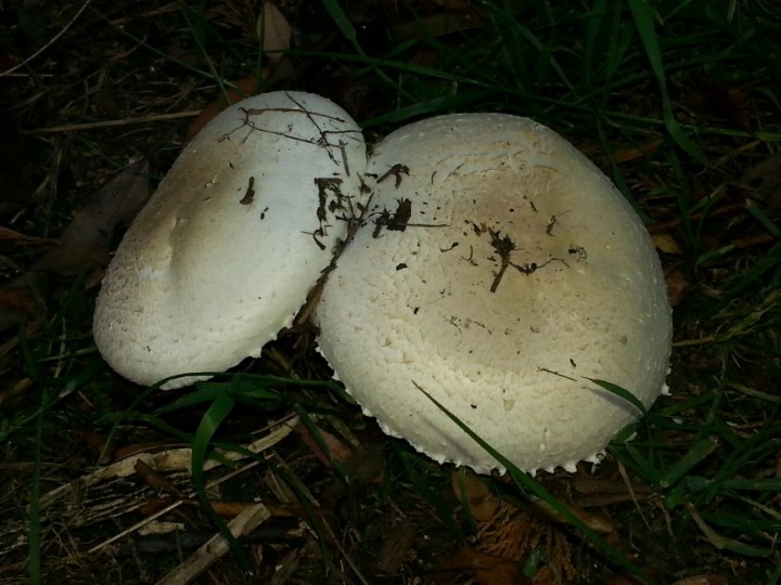 Mushrooms in Springfield Copyright: Mike Aiken