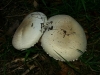 Mushrooms in Springfield 