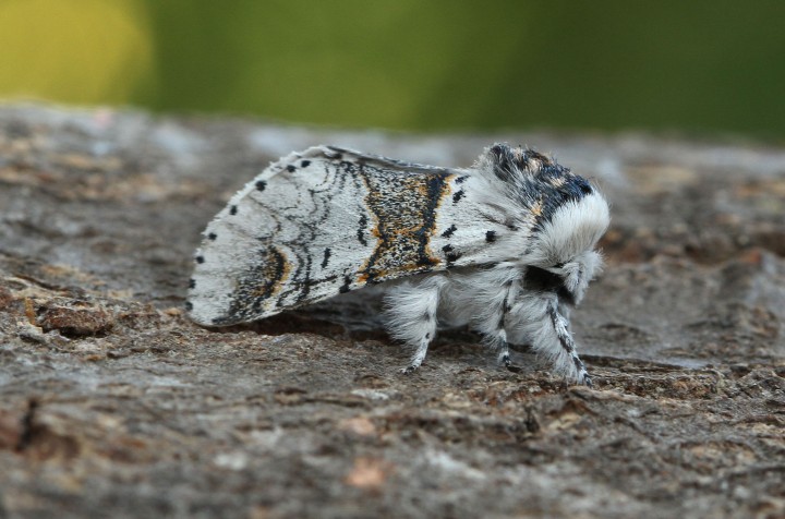 Sallow Kitten 2 Copyright: Graham Ekins