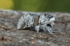 Sallow Kitten 2 Copyright: Graham Ekins