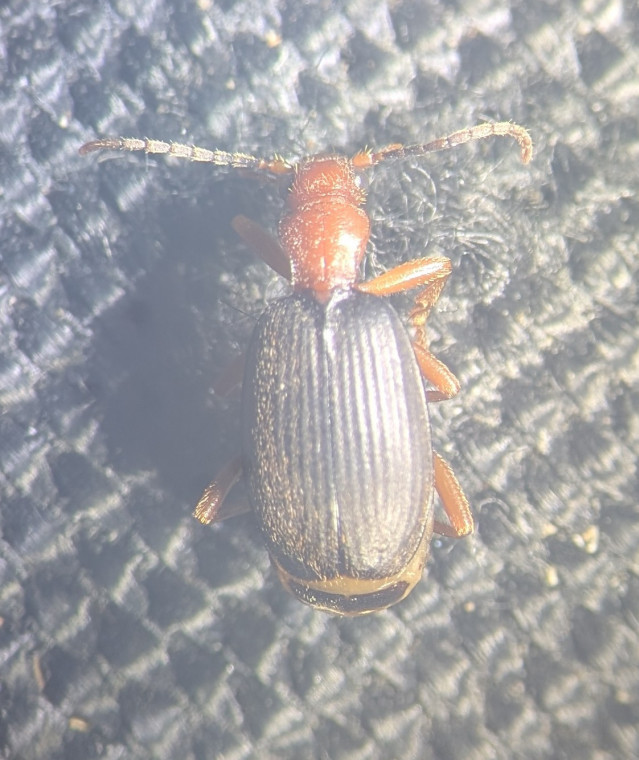 Brachinus crepitans 3 Copyright: Robert Smith