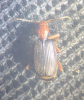 Brachinus crepitans 3