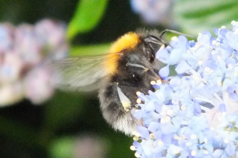 New Garden Bee 2 Copyright: Peter Pearson