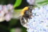 New Garden Bee 2 