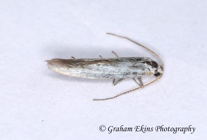 Coleophora ibipennella GD Copyright: Graham Ekins