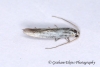 Coleophora ibipennella GD