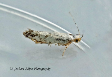 Argyresthia retinella 2 Copyright: Graham Ekins