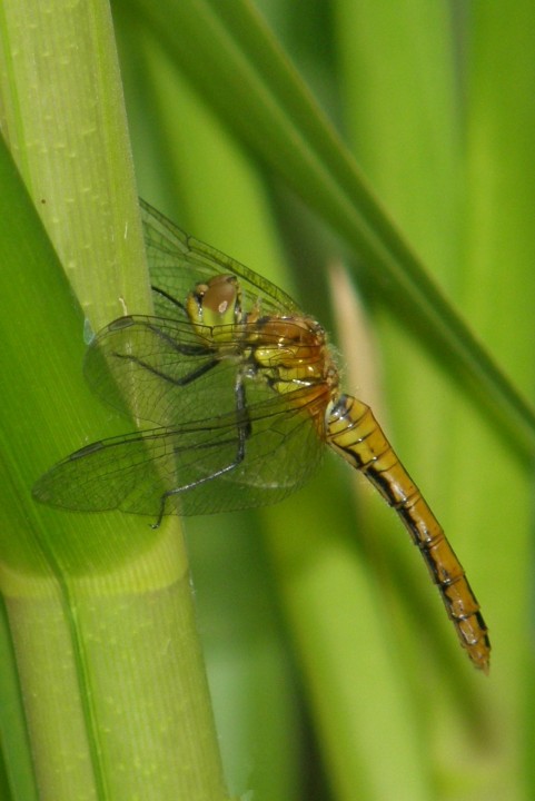 Ruddy darter female Copyright: Sue Grayston