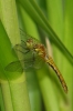 Ruddy darter female