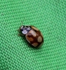 Adalia decempunctata decempustulata