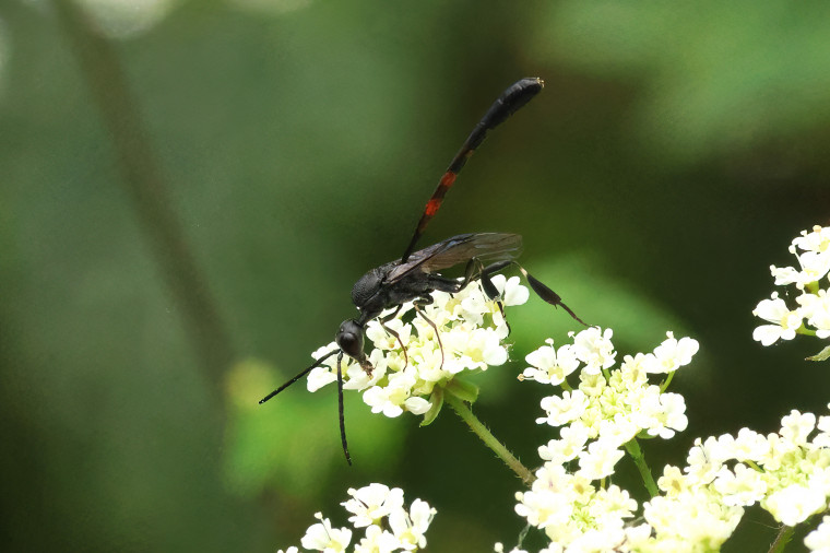 Carrot Wasp (Gasteruptiidae sp) 2 Copyright: Ken Hudgell