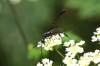Carrot Wasp (Gasteruptiidae sp) 2 
