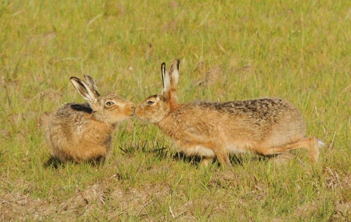Brown Hares Copyright: John Dobson