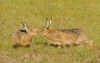 Brown Hares 