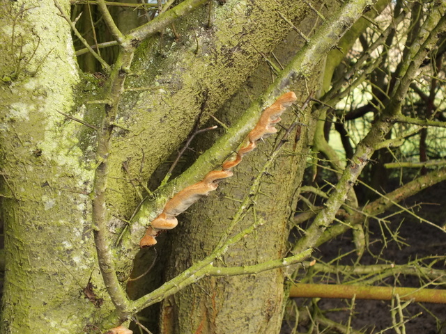 Cushion Bracket on Blackthorn Copyright: Peter Pearson