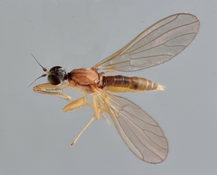 Phyllodromia melanocephala Copyright: Jeremy Richardson