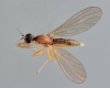 Phyllodromia melanocephala 