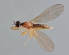 Phyllodromia melanocephala