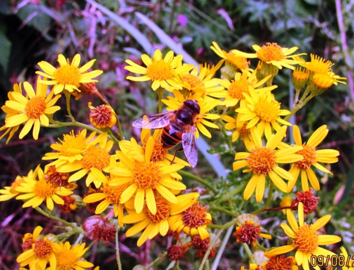 Eristalis tenax Copyright: Graham Smith