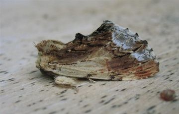 Maple Prominent. Copyright: Stephen Rolls