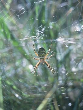 Argiope in web Copyright: Peter Harvey