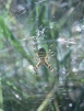 Argiope in web 