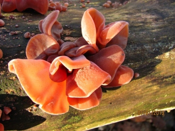 Auricularia auricula-judae Copyright: Graham Smith